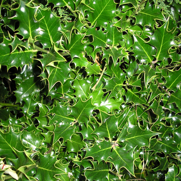 Ilex - Holly hedging
