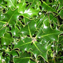 Ilex - aquifolium - English Holly