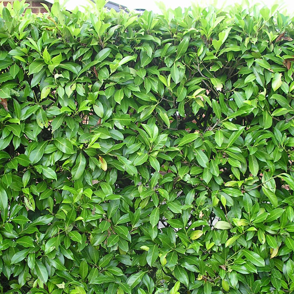 Prunus Rotunifolia - Laurel hedging