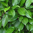 Prunus rotundifolia - Laurel