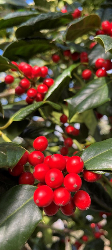Holly instant evergreen hedging