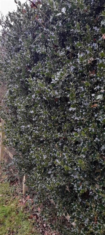 Holly instant evergreen hedging