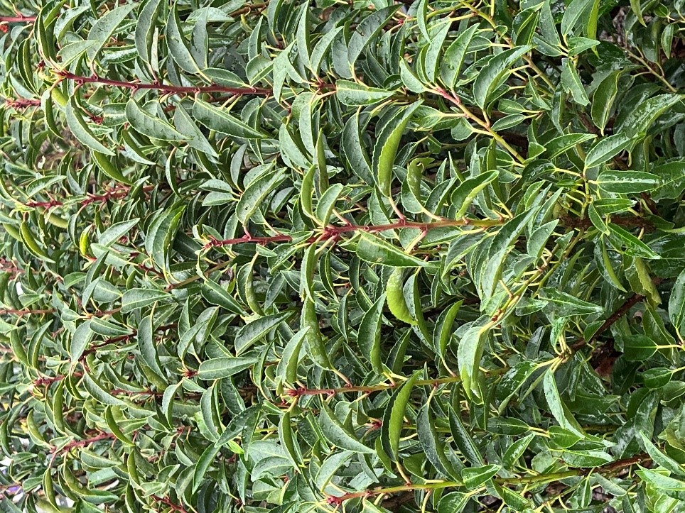 Portuguese Laurel Prunus Lusitanica hedging plant