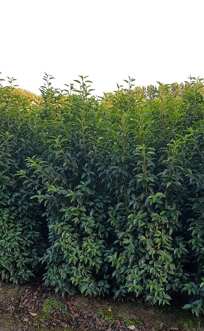 Portuguese Laurel hedging
