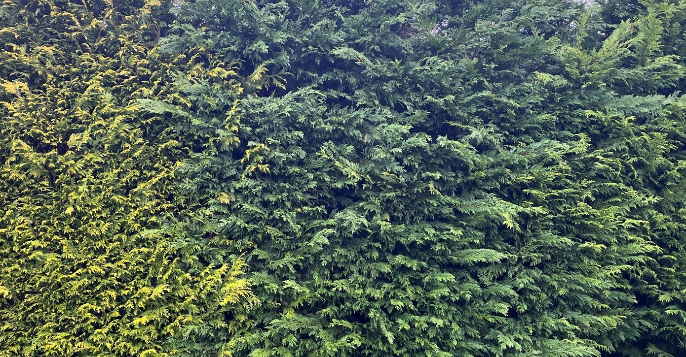 Leylandii hedging