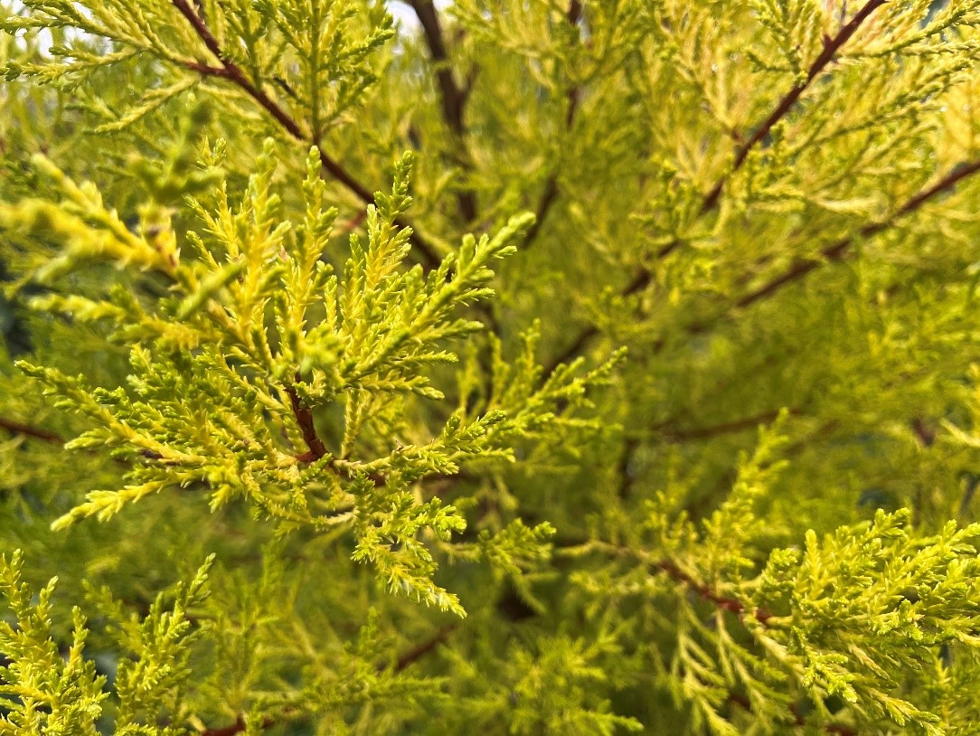 Monterey Cypress, Cupressus macrocarpa Goldcrest