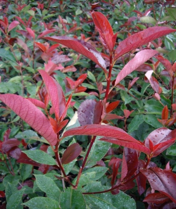 Photinia Red Robin leaves