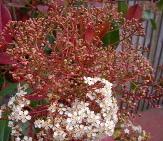 Photinia Red Robin flowers