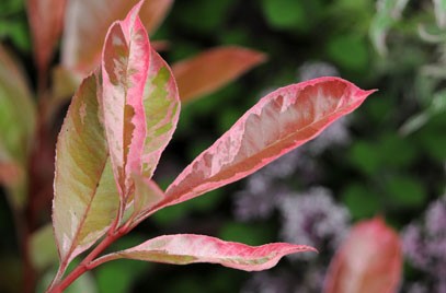 Photinia Red Robin Pink Marble leaves