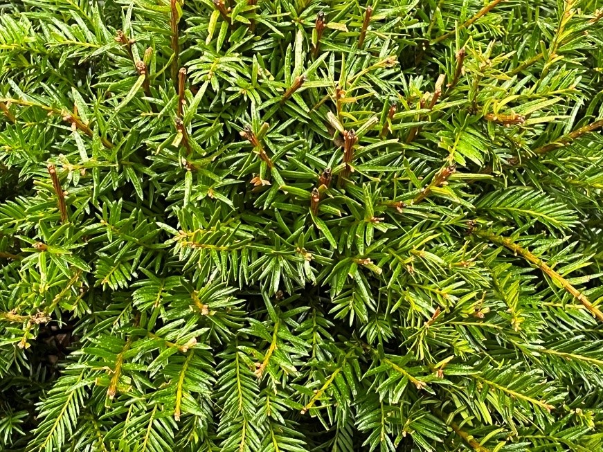 Taxus baccata Yew hedge