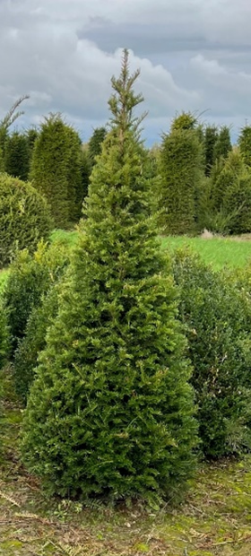 Taxus baccata Yew topiary Cones Balls
