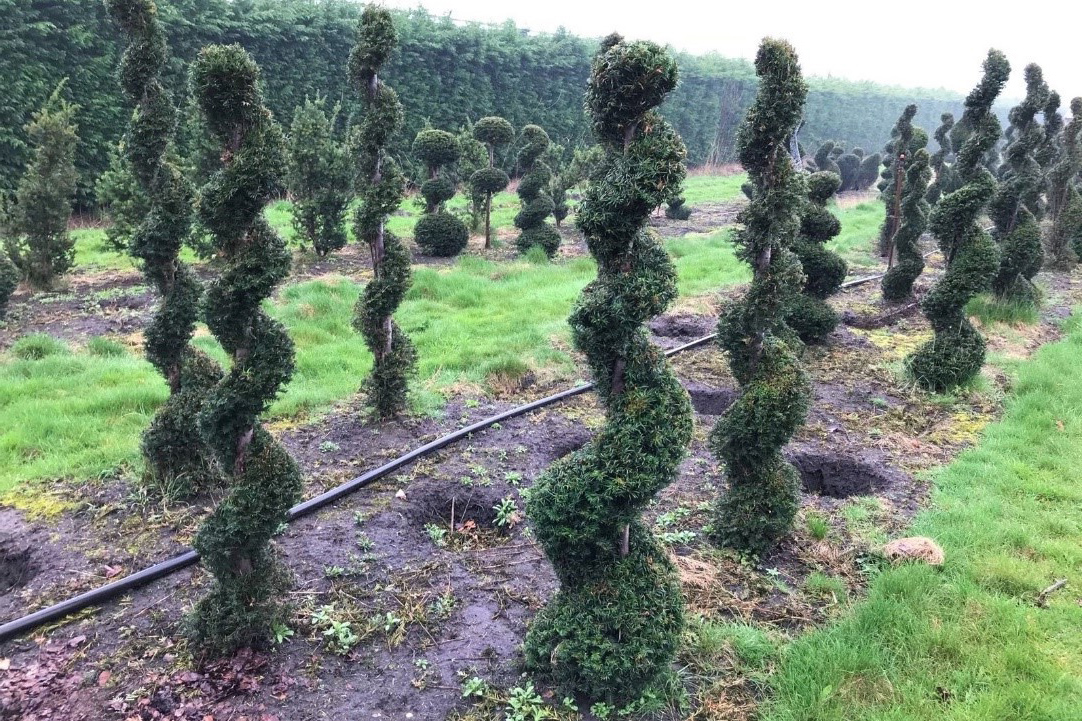 Taxus baccata Yew topiary Cones Balls